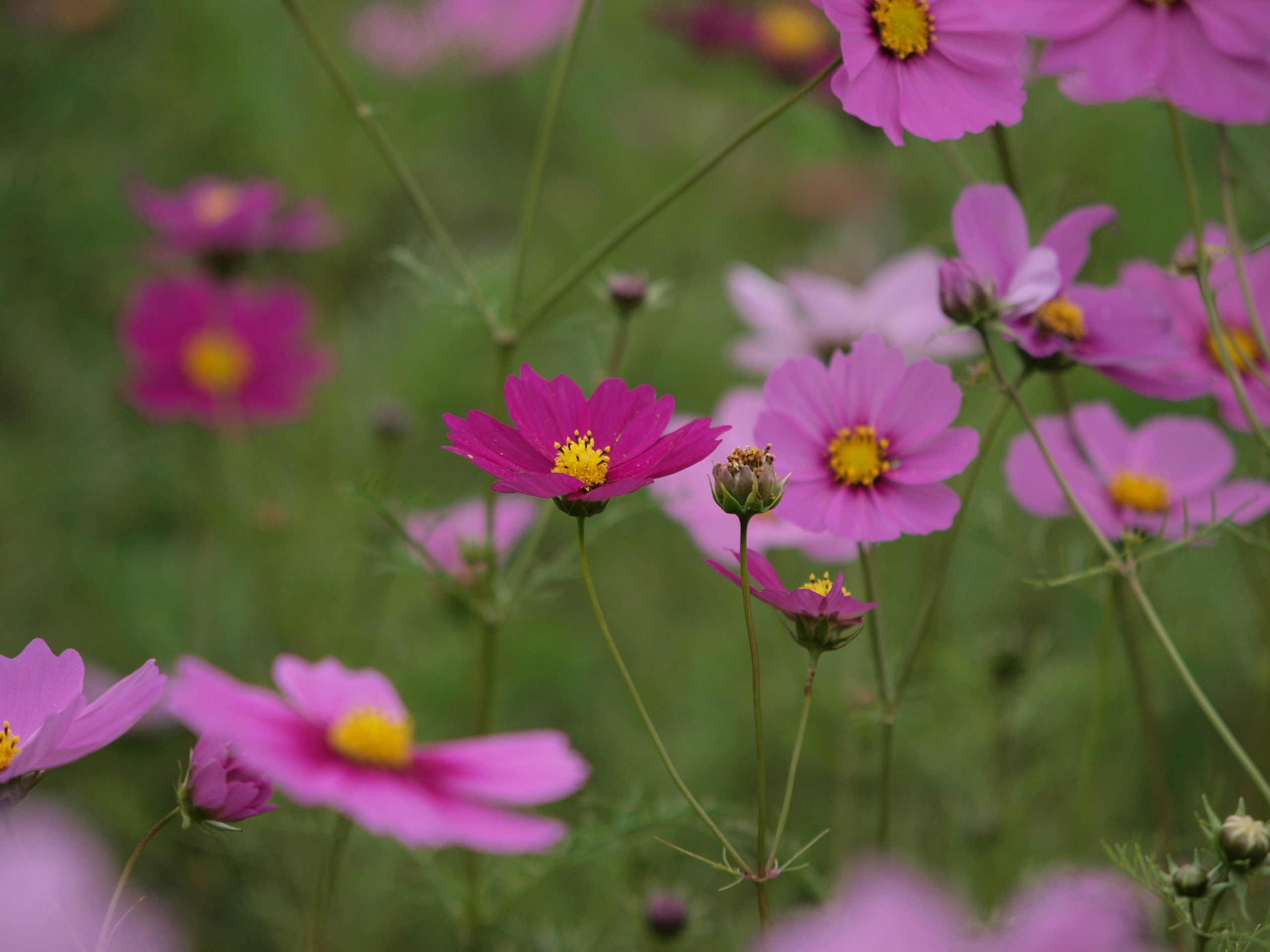 PB032004.JPG